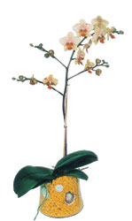  Ankara online iek gnderme sipari  Phalaenopsis Orkide ithal kalite