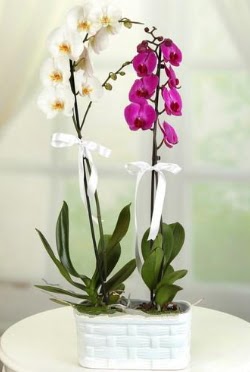 1 mor 1 dal beyaz thal orkide sepet ierisinde  Ankara iek maazas , ieki adresleri 