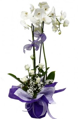 2 dall beyaz orkide 5 adet beyaz gl  Ankara ieki maazas 