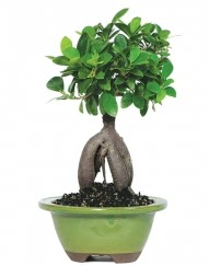 5 yanda japon aac bonsai bitkisi  Ankara cicek , cicekci 