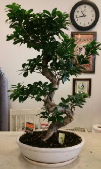 100 cm yksekliinde dev bonsai japon aac  Ankara nternetten iek siparii 