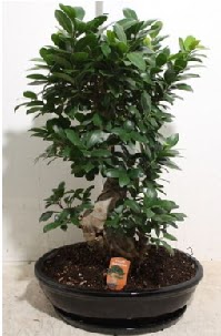 75 CM Ginseng bonsai Japon aac  Ankara hediye iek yolla 