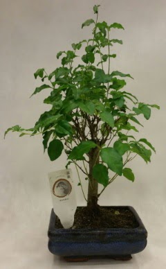 Minyatr bonsai japon aac sat  Ankara ieki telefonlar 