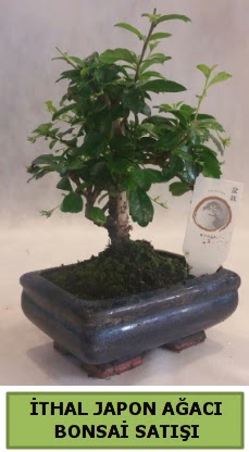 thal japon aac bonsai bitkisi sat  Ankara ieki telefonlar 