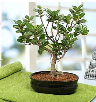 Lovely Ficus Iceland Bonsai  Ankara anneler gn iek yolla 