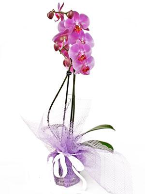  Ankara anneler gn iek yolla  Kaliteli ithal saksida orkide