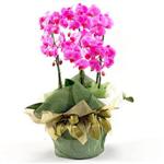  Ankara nternetten iek siparii  2 dal orkide , 2 kkl orkide - saksi iegidir