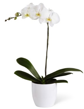 1 dall beyaz orkide  Ankara 14 ubat sevgililer gn iek 