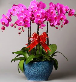 7 dall mor orkide  Ankara iek online iek siparii 