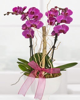 2 dall nmor orkide  Ankara anneler gn iek yolla 
