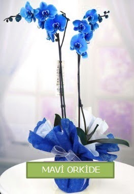 2 dall mavi orkide  Ankara iekiler 