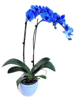 Seramikli 2 dall sper esiz mavi orkide  Ankara iek servisi , ieki adresleri 