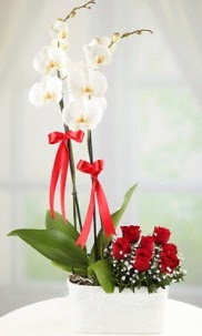 2 dall beyaz orkide ve 7 krmz gl  Ankara hediye iek yolla 
