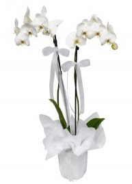 2 dall beyaz orkide  Ankara gvenli kaliteli hzl iek 