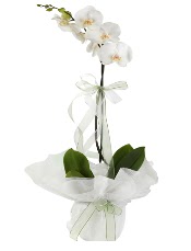 1 dal beyaz orkide iei  Ankara iek siparii vermek 