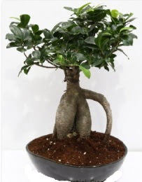 5 yanda japon aac bonsai bitkisi  Ankara internetten iek sat 