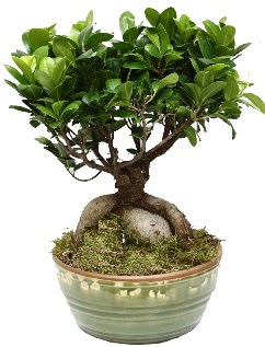 Japon aac bonsai saks bitkisi  Ankara nternetten iek siparii 