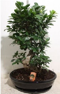 75 CM Ginseng bonsai Japon aac  Ankara hediye iek yolla 