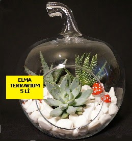 5 kaktsl Elma terrarium orta boy  Ankara online iek gnderme sipari 