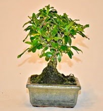 Zelco bonsai saks bitkisi  Ankara iek servisi , ieki adresleri 