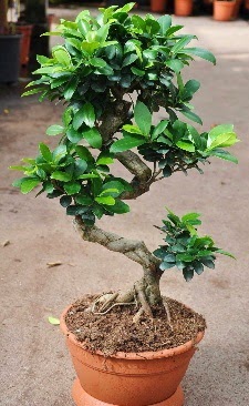 Orta boy bonsai saks bitkisi  Ankara internetten iek siparii 