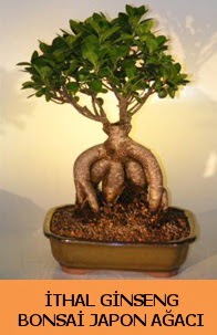 thal japon aac ginseng bonsai sat  Ankara nternetten iek siparii 