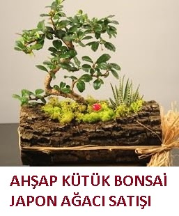 Ahap ktk ierisinde bonsai ve 3 kakts  Ankara ieki maazas 