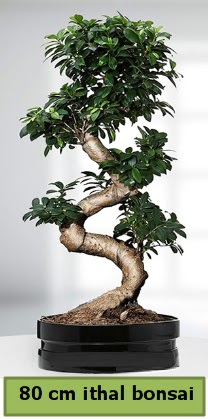80 cm zel saksda bonsai bitkisi  Ankara ieki telefonlar 