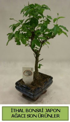 thal bonsai japon aac bitkisi  Ankara hediye sevgilime hediye iek 