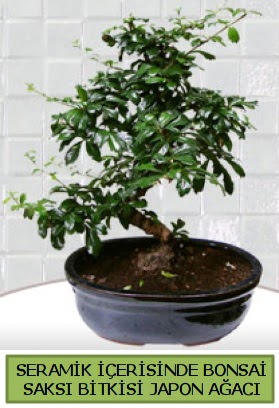 Seramik vazoda bonsai japon aac bitkisi  Ankara iek siparii sitesi 