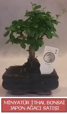 Kk grsel bonsai japon aac bitkisi  Ankara iek , ieki , iekilik 