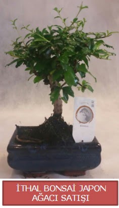 thal kk boy minyatr bonsai aa bitkisi  Ankara ieki telefonlar 