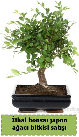 thal bonsai saks iei Japon aac sat  Ankara nternetten iek siparii 