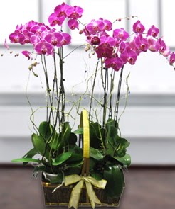 7 dall mor lila orkide  Ankara iek gnderme sitemiz gvenlidir 