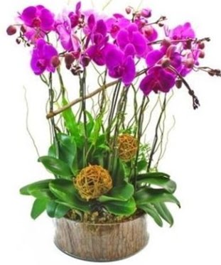 Ahap ktkte lila mor orkide 8 li  Ankara internetten iek sat 