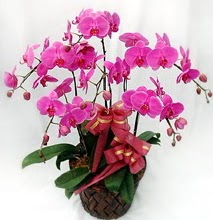 Sepet ierisinde 5 dall lila orkide  Ankara ucuz iek gnder 