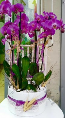 Seramik vazoda 4 dall mor lila orkide  Ankara online iek gnderme sipari 