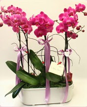 Beyaz seramik ierisinde 4 dall orkide  Ankara ucuz iek gnder 