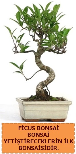 Ficus bonsai 15 ile 25 cm arasndadr  Ankara iek yolla 