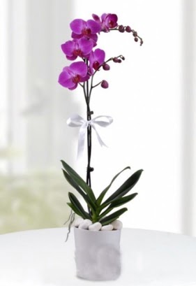 Tek dall saksda mor orkide iei  Ankara iekiler 