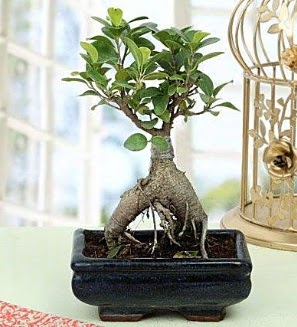 Appealing Ficus Ginseng Bonsai  Ankara anneler gn iek yolla 