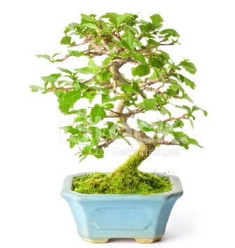 S zerkova bonsai ksa sreliine  Ankara nternetten iek siparii 