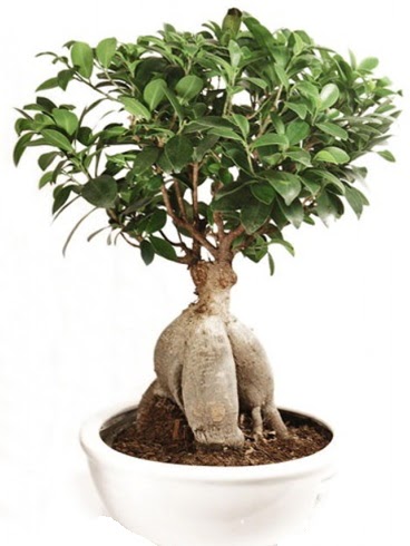 Ginseng bonsai japon aac ficus ginseng  Ankara nternetten iek siparii 